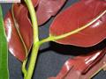 sungano, zapote cabelludo, sapote or sangre